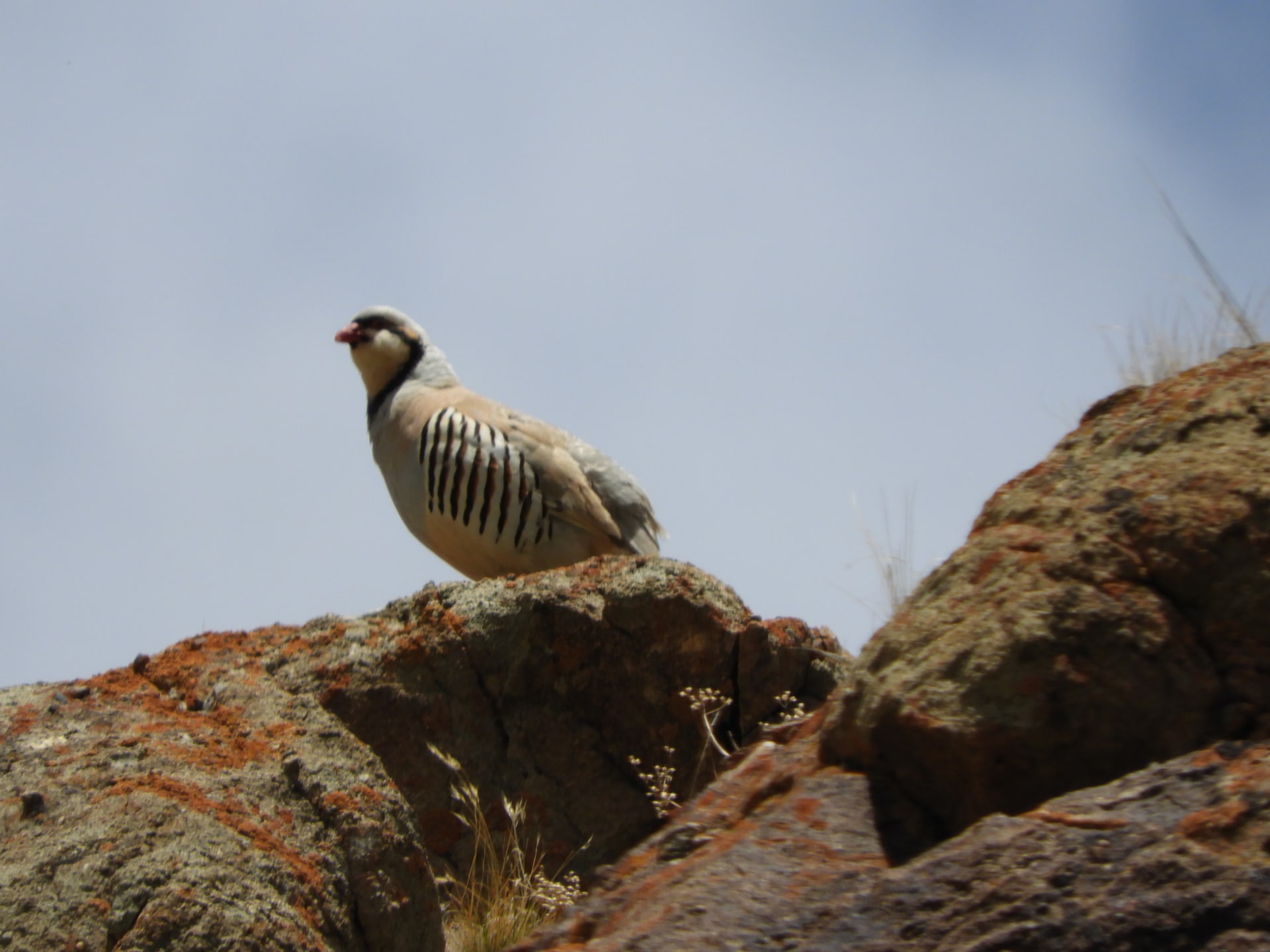 Chukar Partridge